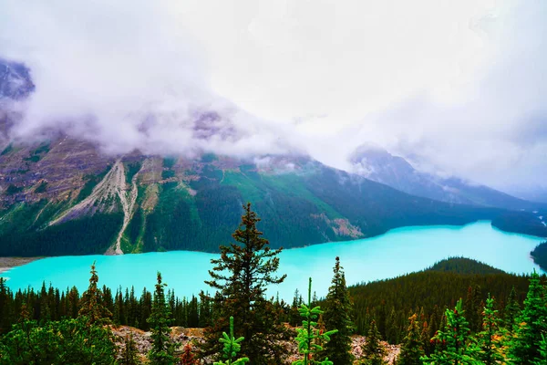 Peyto Gölü Nün Sihirli Turkuaz Mavi Suları Kanada Rocky Dağları — Stok fotoğraf