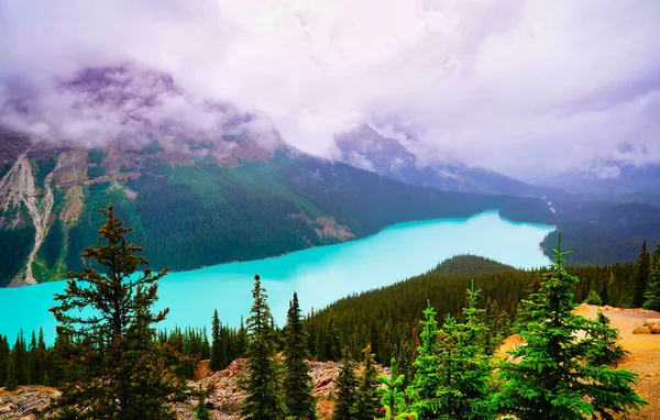 Magical Turquoise Blue Waters Peyto Lake Icefields Parkway Jasper National — Stock Photo, Image
