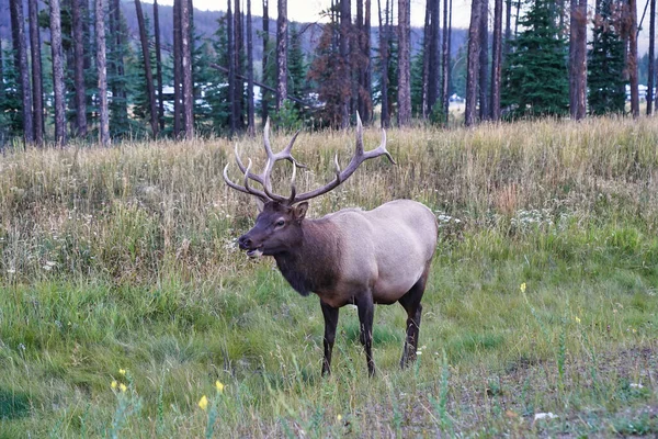 Bull Elk Nádhernými Parohy Blízkosti Města Jasper Kanadě Skalky Cervus — Stock fotografie