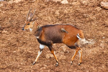 A Male Bushbuck with Oxpeckers near the Ark Lodge, Aberdare National Park, Kenya clipart