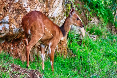 Dişi çalıkuşu Kenya 'daki Aberdare Ulusal Parkı' nda çekilmiş utangaç bir hayvandır.