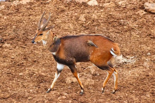 stock image A Male Bushbuck with Oxpeckers near the Ark Lodge, Aberdare National Park, Kenya