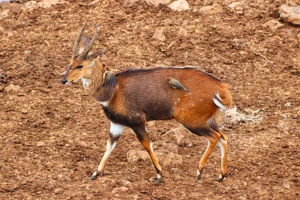 Ark Lodge, Aberdare Ulusal Parkı, Kenya yakınlarında Oxpeckers 'lı bir erkek çalıkuşu.