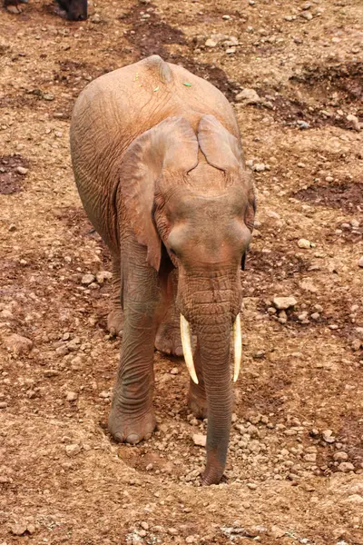 Ein Junger Elefant Den Salz Und Schlammgruben Der Nähe Der — Stockfoto