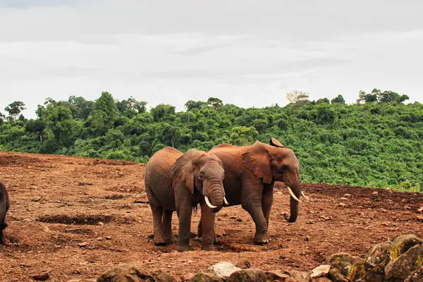 A Pair of Elephants at the mud pits near the Ark Lodge, Aberdare National Park, Kenya