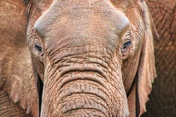Close up of an Elephant Matriarch near the Ark Lodge, Aberdare National Park, Kenya