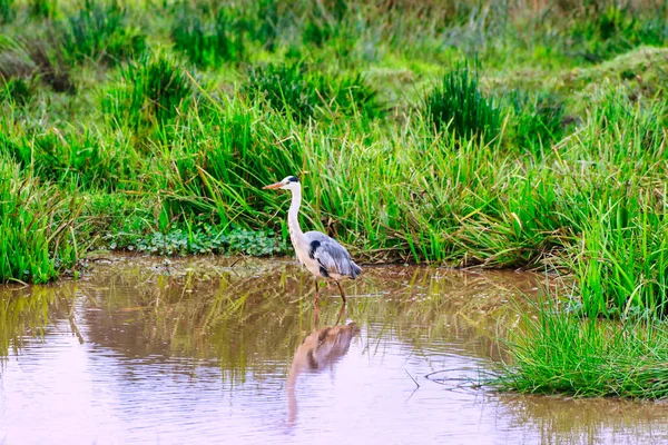 Grey Heron Bij Moerassen Bij Ark Lodge Aberdare National Park — Stockfoto