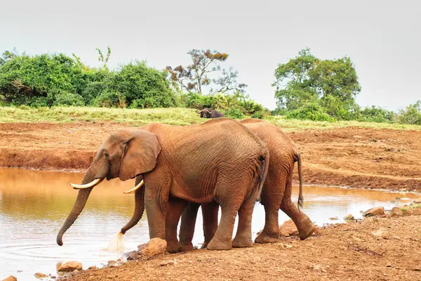 A Pair of Elephants at the watering hole near the Ark Lodge, Aberdare National Park, Kenya