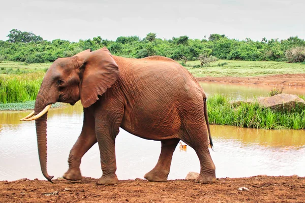 An Elephant at the watering hole near the Ark Lodge, Aberdare National Park, Kenya