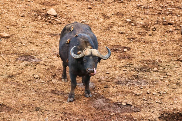 Buffalo with Oxpeckers on his back near the Ark Lodge, Aberdare National Park, Kenya