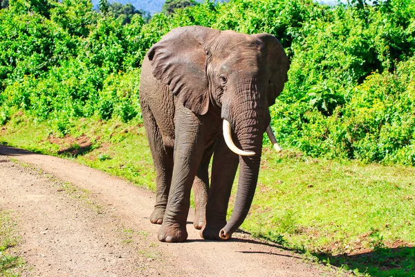 A Young Bull elephant is ready to charge on the trails in the Aberdare National Park, Kenya