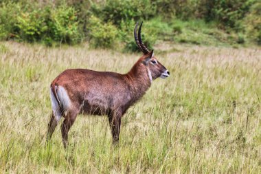 Maasai Mara, Kenya, Afrika 'daki bataklık bölgelerinin yakınında yalnız bir erkek Waterbuck.