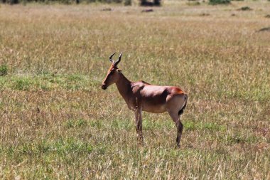 Masai Mara, Afrika, Kenya savanasında yalnız bir Kola 'nın Antilobu