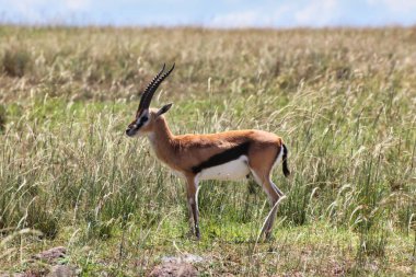 Masai Mara, Kenya, Afrika 'da Yalnız Erkek Thomson' un Ceylanı