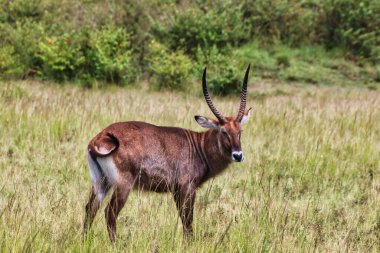 Maasai Mara, Kenya, Afrika 'daki bataklık bölgelerinin yakınında yalnız bir erkek Waterbuck.