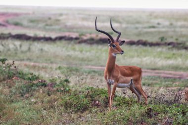 Muhteşem boynuzları olan bir erkek Impala Maasai Mara, Kenya, Afrika 'da tehlike arz eder.