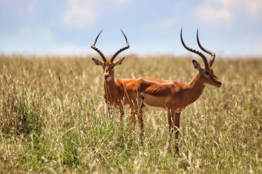 Maasai Mara, Kenya, Afrika 'da birbirini kollayan iki erkek Impalas.