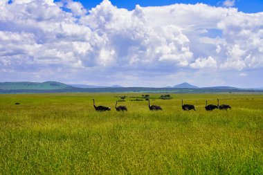 Masai Mara, Kenya, Afrika 'nın geniş otlaklarında bir devekuşu ailesi.