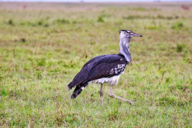 Kori Bustard, Maasai Mara, Kenya, Afrika 'nın otlaklarında böcek ve küçük kemirgenler arıyor.