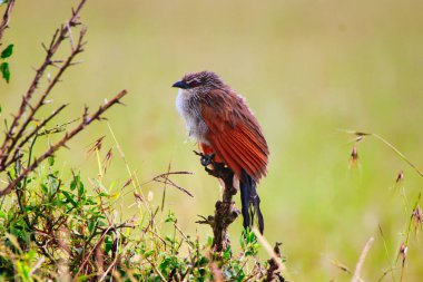 Beyaz Kaşlı Coucal, Masai Mara, Kenya, Afrika 'nın otlaklarında bir çalılıkta