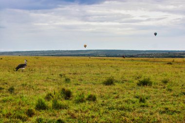 Sabahın erken saatlerinde Masai Mara, Kenya, Afrika 'da Balon Safari arka planında bir Kori Bustard.