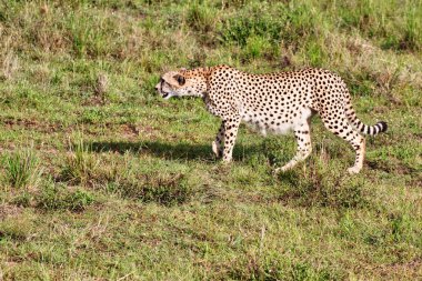 Yalnız bir dişi Çita, Maasai Mara, Kenya, Afrika 'da av peşinde.