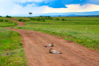 Bir Çita Koalisyonu, Maasai Mara, Kenya, Afrika 'da ağır bir yemekten sonra dinleniyor.