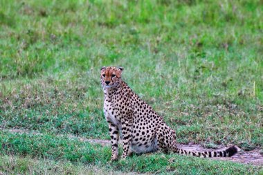 Yalnız bir Çita, koalisyonunun Masai Mara, Kenya, Afrika 'da avlanmaya başlamasını bekliyor.