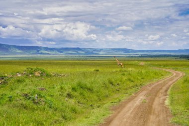 Bir Yalnız Zürafa, Kenya, Afrika 'daki Maasai Mara oyun parkının uçsuz bucaksız ovalarında oyun parkurlarından geçiyor.
