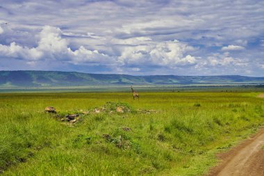 Bir Yalnız Zürafa, Kenya, Afrika 'daki Maasai Mara oyun parkının uçsuz bucaksız ovalarında oyun parkurlarından geçiyor.