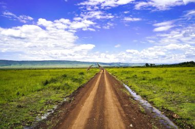 Bir çift zürafa, Maasai Mara oyun parkındaki Mara Üçgeni 'nde safari yolunda, Kenya, Afrika
