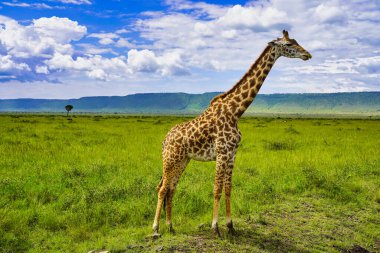 Yalnız bir zürafa, Masai Mara oyun parkında mavi gökyüzüne karşı, Kenya, Afrika