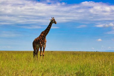 Yalnız bir zürafa, Masai Mara oyun parkında mavi gökyüzüne karşı, Kenya, Afrika