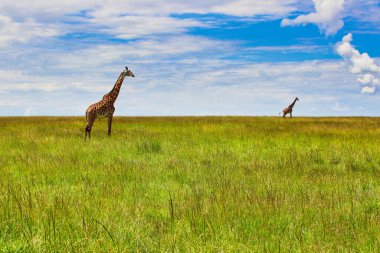 Bir çift zürafa, Maasai Mara, Kenya, Afrika 'daki geniş çayırlarda nöbet tutuyor.