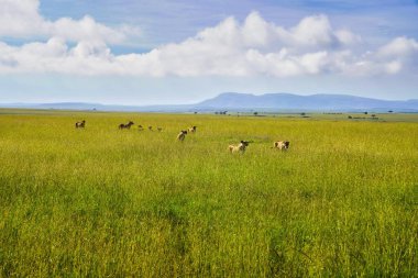 Bir aslan sürüsü, Kenya, Afrika 'daki Maasai Mara oyun parkının engin otlaklarında av avına çıkar.