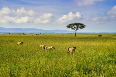 Bir aslan sürüsü, Kenya, Afrika 'daki Maasai Mara oyun parkının engin otlaklarında av avına çıkar.