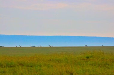 Bir zürafa sürüsü, Kenya, Afrika 'daki Maasai Mara oyun parkının büyük gökyüzü ülkesine karşı siluetlendi.