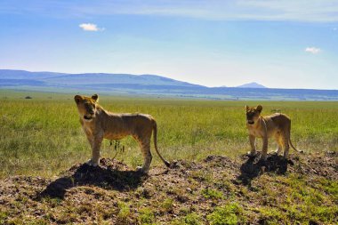 Bir çift dişi aslan, Maasai Mara oyun parkında avlanırken, Kenya, Afrika