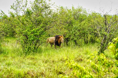 Bir Majestic Lion sabahın köründe Maasai Mara Oyun Rezervi, Kenya, Afrika 'da kol geziyor.