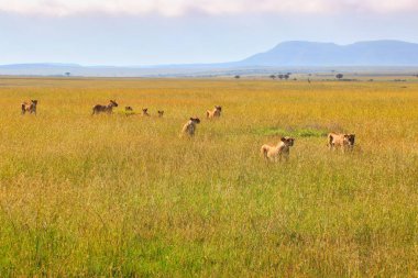 Bir aslan sürüsü, Kenya, Afrika 'daki Maasai Mara oyun parkının engin otlaklarında av avına çıkar.