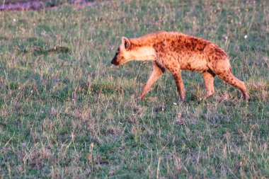 Masai Mara, Kenya, Afrika 'da yemek arayan bir sırtlan.