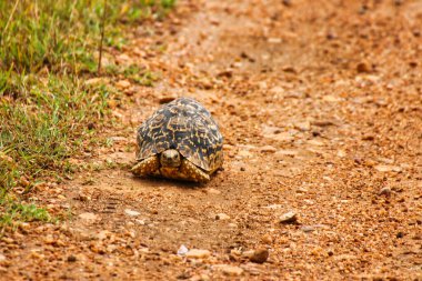 Leopar Kaplumbağa Masai Mara, Kenya, Afrika 'da