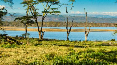 Nakuru Gölü sulak alanları Kenya 'da 300' den fazla kuş türü ve hayvan için ana yaşam alanıdır.