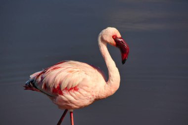 Kenya Nakuru Gölü 'nde Yalnız Küçük bir flamingo