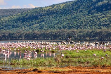 Kenya 'da Nakuru Gölü büyük Flamingo sürülerine ev sahipliği yapar.