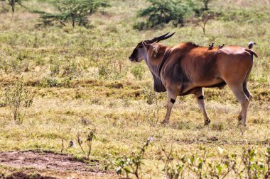 Kenya Nakuru Gölü kıyısında bir Eland.