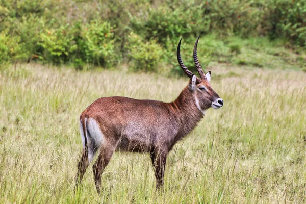 stock image A lone male Waterbuck near marshy areas in the Maasai Mara, Kenya, Africa