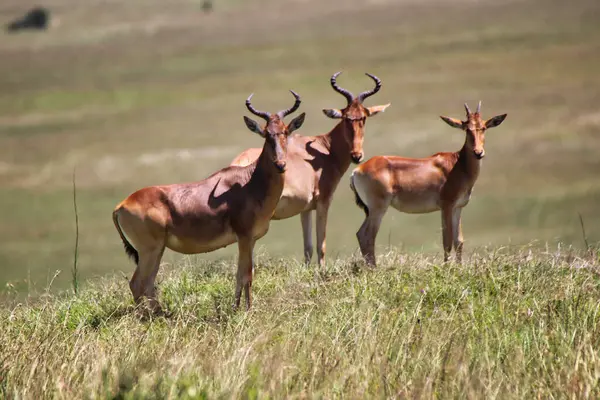 Trio of Coke's Hartebeest watch out for danger in the open savanna area of Maasai Mara, Africa, Kenya