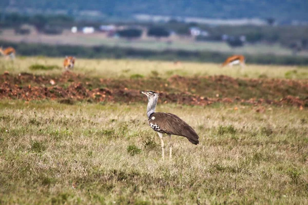 Kori Bustard Alimentando Insectos Pequeños Roedores Las Praderas Maasai Mara — Foto de Stock