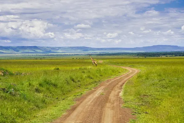 Bir Yalnız Zürafa, Kenya, Afrika 'daki Maasai Mara oyun parkının uçsuz bucaksız ovalarında oyun parkurlarından geçiyor.